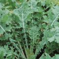 White Russian Kale - ORGANIC - Heirloom Vegetable - 50 Seeds