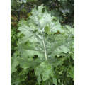 White Russian Kale - ORGANIC - Heirloom Vegetable - 50 Seeds