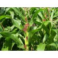 Baby Corn - Chires - Heirloom Vegetable - 10 Seeds
