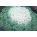 Ornamental Flowering Kale- Kamome White - 10 Seeds