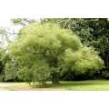 Japanese Pagoda Tree - Styphnolobium japonicum / Sophora japonica - Exotic / Rare Bonsai Tree - 5...