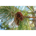Slash Pine Tree - Pinus elliottii - Exotic / Rare Bonsai Tree - 5 Seeds