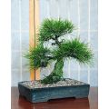 Slash Pine Tree - Pinus elliottii - Exotic / Rare Bonsai Tree - 5 Seeds