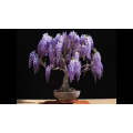 Wisteria floribunda - Purple Japanese Wisteria - Exotic / Rare Bonsai Tree / Climbing Vine - 5 Seeds
