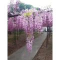 Wisteria floribunda - Pink Japanese Wisteria - Exotic / Rare Bonsai Tree / Climbing Vine - 5 Seeds
