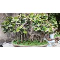 Indian Banyan Fig - Ficus benghalensis- Deciduous Tree / Bonsai - 20 Seeds