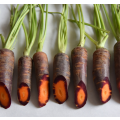 Deep Purple  / Orange Cored Carrot - Daucus Carrota - Heirloom Vegetable - 50 Seeds