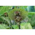 Green Bat Flower - Tacca plantaginea - Exotic Chinese Bulb Seeds - 5 Seeds