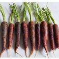 Deep Purple  / Orange Cored Carrot - Daucus Carrota - Heirloom Vegetable - 50 Seeds
