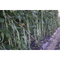 Chinese / Thai Yard Long White Beans - Heirloom Vegetable - Vigna sesquipedalis - 5 Seeds