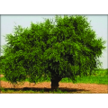 Toothbrush Tree - Salvadora persica - Exotic Evergreen Tree - 5 Seeds