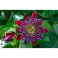 Giant Granadilla Fruit - Fruit - Passiflora quadrangularis - 5 Seeds