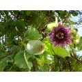 Giant Granadilla Fruit - Fruit - Passiflora quadrangularis - 5 Seeds