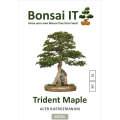 Bonsai IT - Trident Maple Acer buergerianum - Kit 10