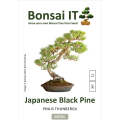 Bonsai IT - Japanese Black Pine - Pinus thunbergii - Kit 11