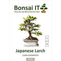 Bonsai IT - Japanese Larch - Larix kaempferi- Kit 13