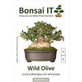 Bonsai IT -Wild Olive - Olea europaea ssp Africana - Kit 15