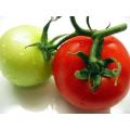 Floradade Tomato - Lycopersicon Esculentum - 50 Seeds