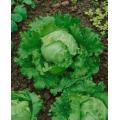Great Lakes Lettuce - Lactuca Sativa - 100 Seeds