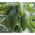 Jalapeno Chilli Pepper - Capsicum Annuum - 50 Seeds
