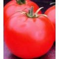 Heinz Tomato - Lycopersicon Esculentum - 50 Seeds