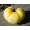 Great White Beefsteak Tomato - Lycopersicon Esculentum - 10 Seeds