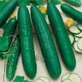 Straight 8 Cucumber - Cucumis Sativus - 20 Seeds