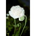 White Cloud Poppy Annual - Papaver Somniferum - 20 Seeds