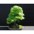 Japanese Green Cascade Maple Bonsai - Acer Palmatum - 5 Seeds