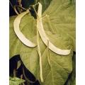 Lazy Housewife Beans - Phaseolus Vulgaris - 10 Seeds