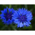 Blue Boy Bachelor Buttons Annual - Centaurea Cyanus - 100 Seeds