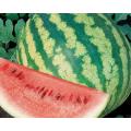 Crimson Sweet Watermelon - Citrullus Lanatus - 15 Seeds