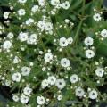 Gypsophila Baby's Breath Perennial - Gypsophila Paniculata - 100 Seeds