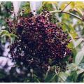 American Elderberry Exotic Fruit Tree - Sambucus Canadensis - 10 Seeds