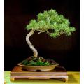 Scotch Pine Exotic Bonsai Tree - Pinus Sylvestris - 5 Seeds