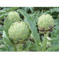 Green Globe Artichoke - Cynara Scolymus - 25 Seeds
