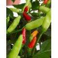 Tabasco Chilli Pepper - Capsicum Frutescens - 10 Seeds