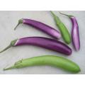 Long Purple Eggplant - Solanum Melongena var. Esculentum - 40 Seeds