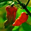 Ghost Pepper - Bhut Jolokia Chilli Pepper - Capsicum Chinense - Seeds - 5 Seeds