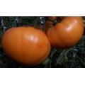 Amana Orange Tomato - Lycopersicon Esculentum - 5 Seeds