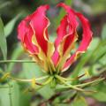 Gloriosa Superba - Flame Lily - Zimbabwean Bulb - 15 Seeds