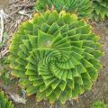 Aloe Polyphylla - African Spiral Aloe - Lesotho Succulent - Seeds - 100 Seeds
