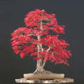 Bloodgood Maple - Acer Palmatum - Exotic Japanese Bonsai Tree - 5 Seeds