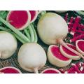 Watermelon Radish - Raphanus Sativus - Vegetable - 50 Seeds