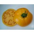 Golden Jubilee Tomato - Lycopersicon Esculentum - Vegetable - 10 Seeds