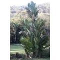 Strelizia Nicolai Evergreen Tree - Natal Wild Banana - Great White Bird of Paradise - ... - 50 Seeds
