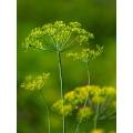 Dill Culinary - Anethum Graveolens - Herb - 100 Seeds