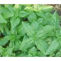 Lemon Basil Culinary - Ocimum Basil Citriodorum - Herb - 60 Seeds