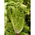 Parris Island Romaine Cos Lettuce - Heirloom Vegetable - Lactuca Sativa - 500 Seeds