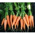 Karoo Chantenay Carrot - Daucus Carrota - Vegetable - 100 Seeds